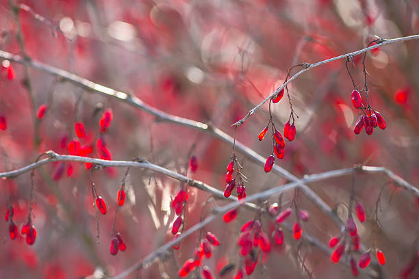 Mountain Barberry